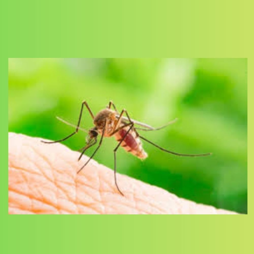 Mosquito Control Treatment by Green City Pest Control Service Indoor & Outdoor Protection
